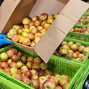 Fresh apples available for the community at the Free Market at Desert Vineyard Church, Lancaster, CA.